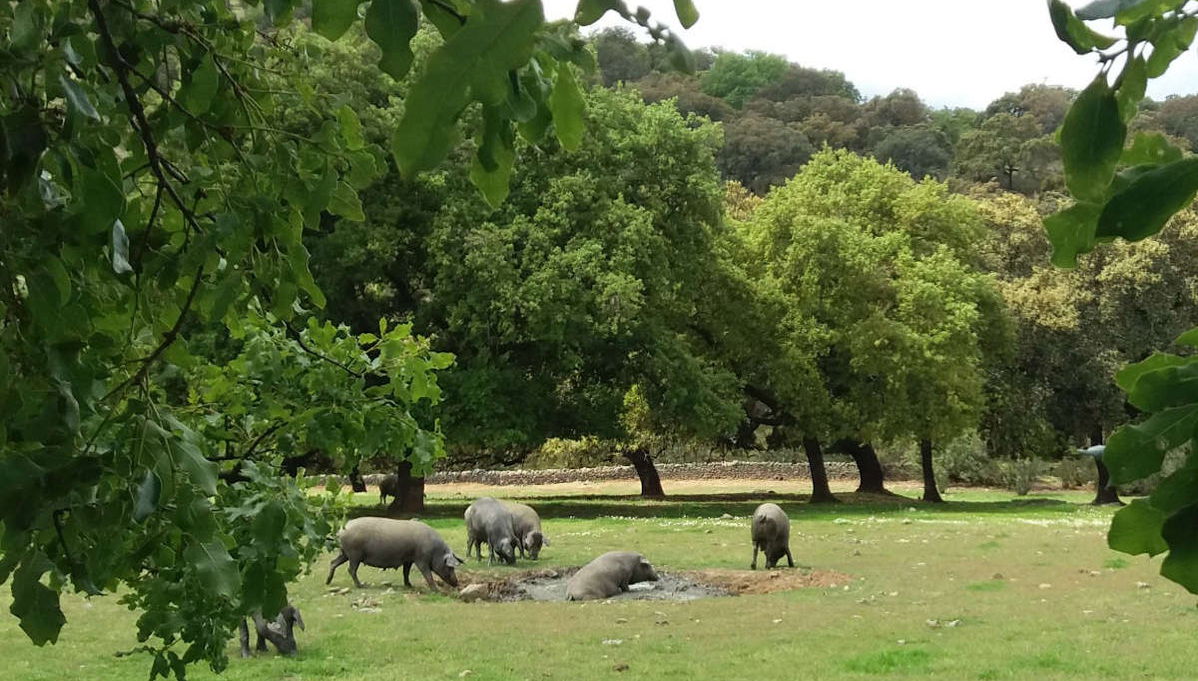 Sierra de Aracena Full-Day Trip - Photo 1