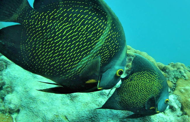 Buceo en Arraial do Cabo - Foto 8