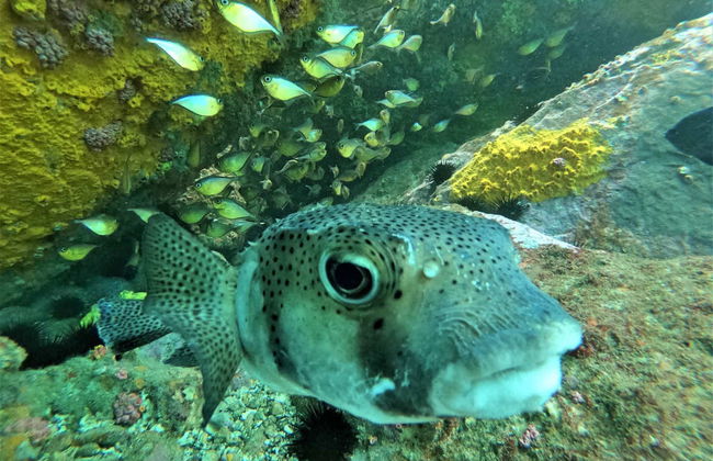 Buceo en Arraial do Cabo - Foto 7