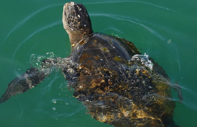 Swimming with Sea Turtles at Vichayito Beach - Photo 3