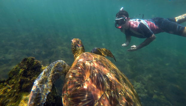 Nado con tortugas en Los Órganos y Vichayito - Foto 4