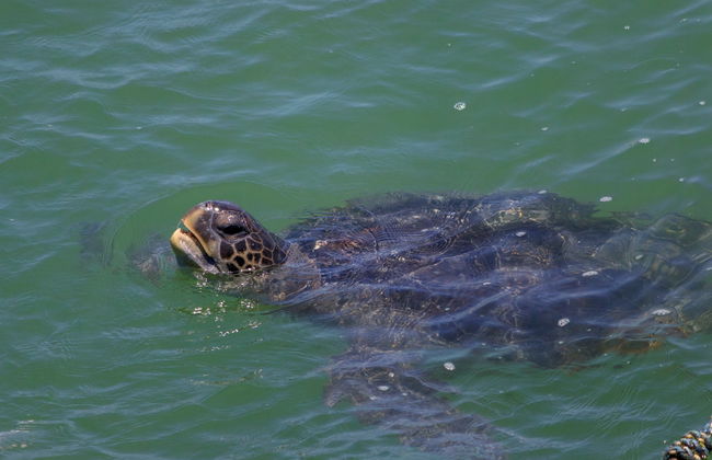 Swimming with Sea Turtles at Vichayito Beach - Foto 6