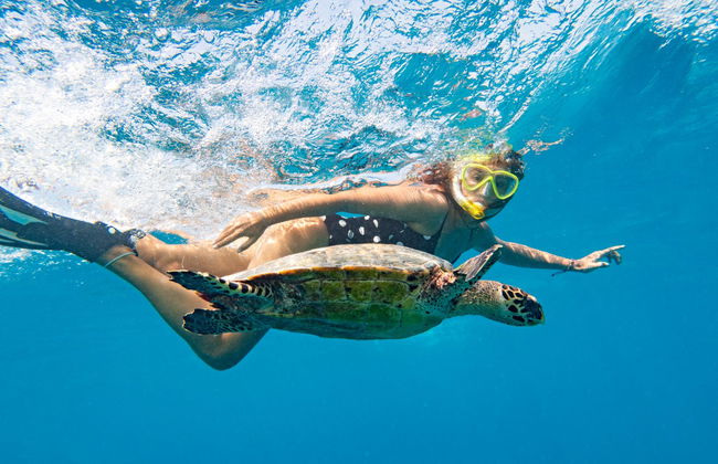 Swimming with Sea Turtles at Vichayito Beach - Foto 3