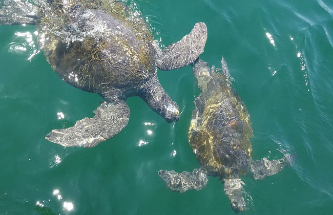 Swimming with Sea Turtles at Vichayito Beach - Foto 7