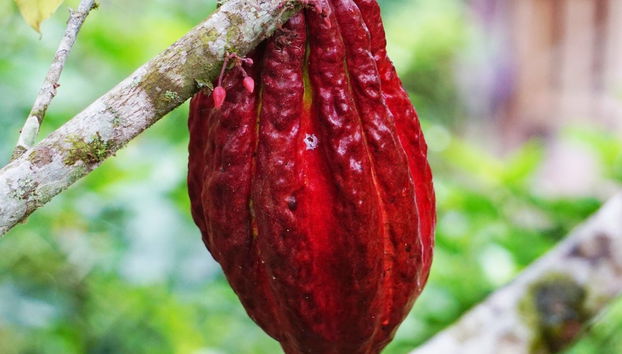 Day Trip to a Cocoa Farm - Photo 5