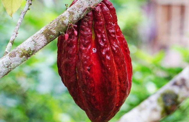 Day Trip to a Cocoa Farm - Foto 5
