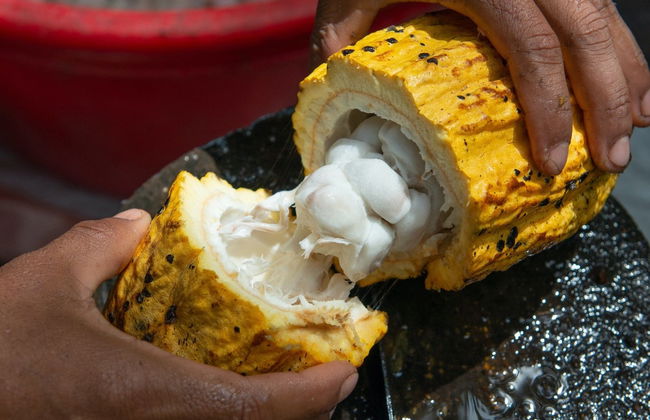 Day Trip to a Cocoa Farm - Foto 1