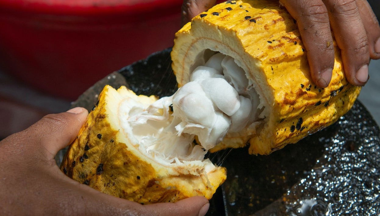 Day Trip to a Cocoa Farm - Photo 1