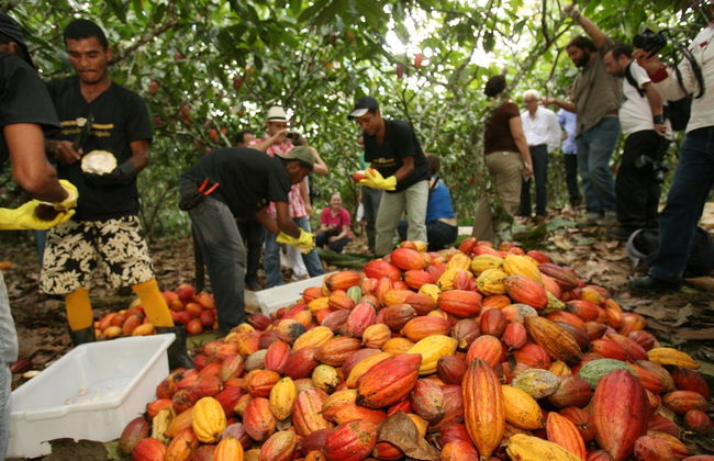 Day Trip to a Cocoa Farm - Foto 6