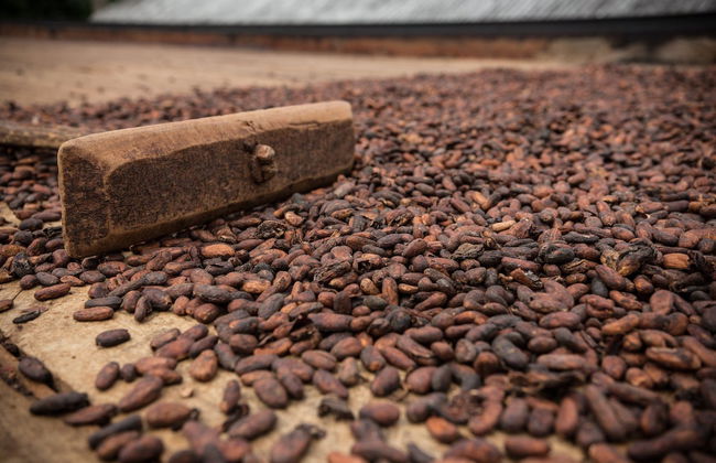 Day Trip to a Cocoa Farm - Foto 3