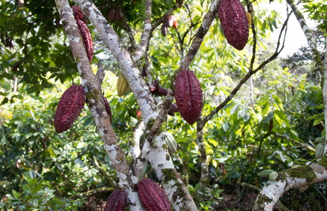 Day Trip to a Cocoa Farm - Foto 7