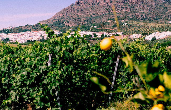 Álora Tour + Wine Tasting - Foto 8