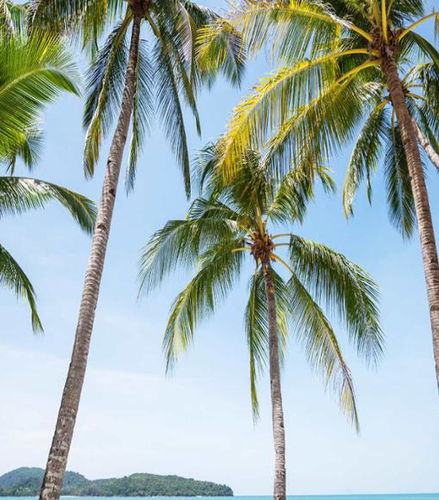 Foto de Discover Langkawi - Half-Day Tour
