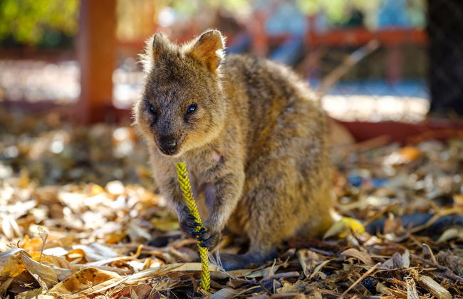Tour por Perth y Fremantle + Barco a la isla de Rottnest - Foto 5