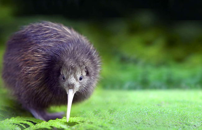 Paseo en barco por el lago Mapourika - Foto 6