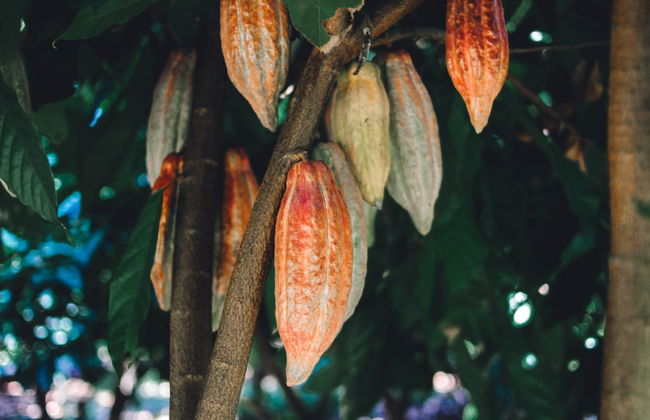 Puerto Plata Cacao Tour - Photo 3