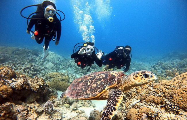 Red Sea Scuba Diving Tour - Photo 3