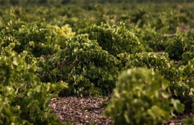 Visita a las bodegas José Pariente - Foto 4