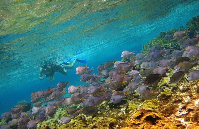 Snorkel en San Andrés - Foto 3