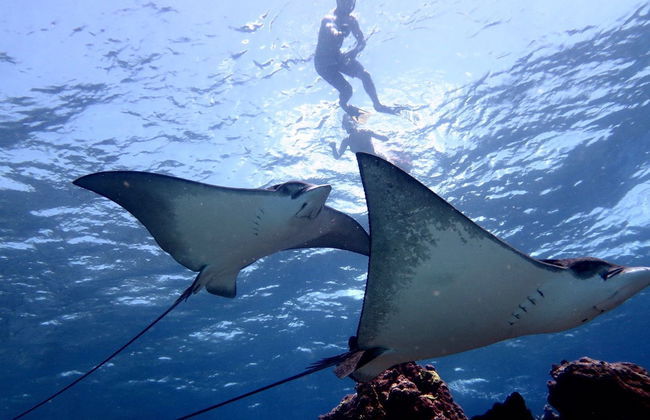Snorkel en San Andrés - Foto 2