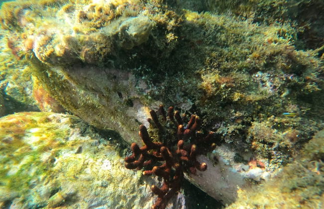 Snorkeling at Las Gatas Beach - Photo 5