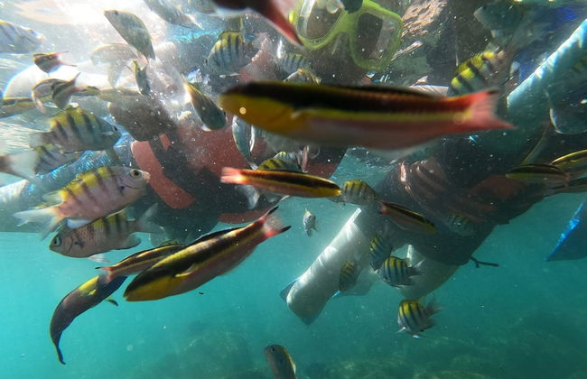 Snorkeling at Las Gatas Beach - Photo 6