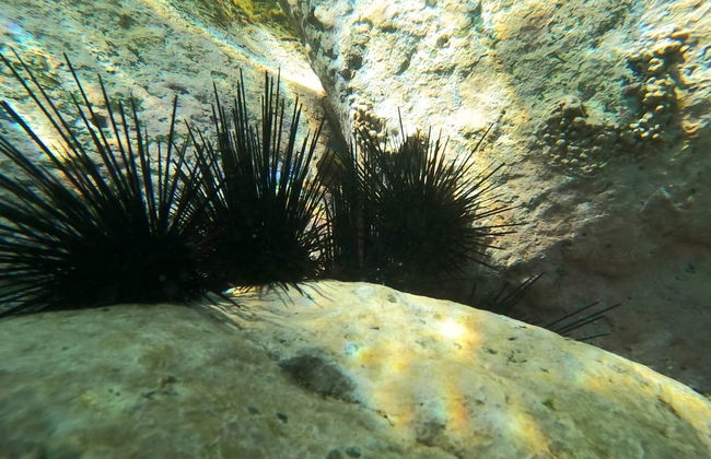 Snorkeling at Las Gatas Beach - Photo 3