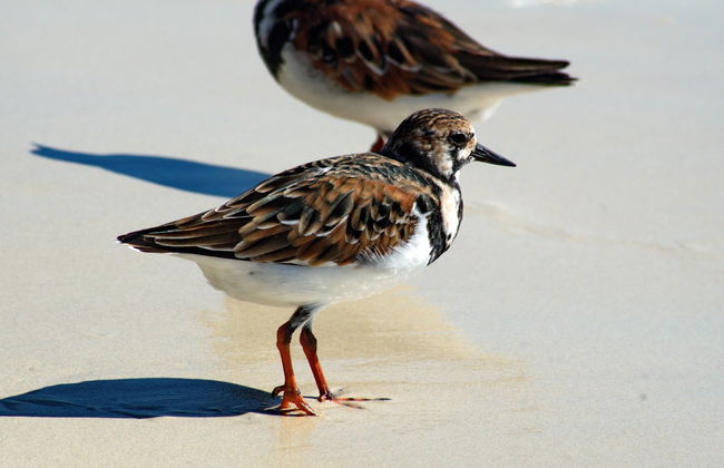 Tortuga Bay Day Trip - Foto 7