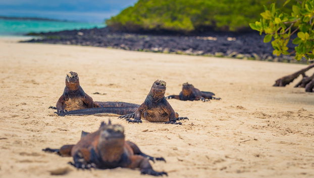 Excursão a Tortuga Bay - Foto 5