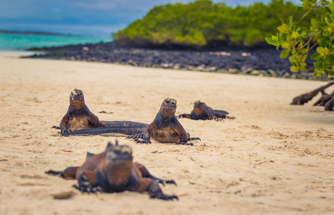 Tortuga Bay Day Trip - Foto 5