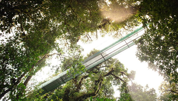Tour pelas pontes suspensas do Bosque Nuboso Monteverde - Foto 5