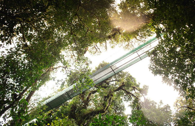 Excursão ao Selvatura Park Monteverde - Foto 5