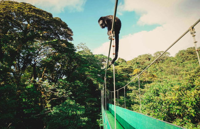 Excursão ao Selvatura Park Monteverde - Foto 1