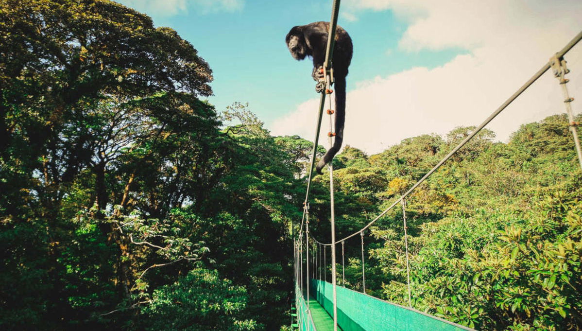 Selvatura Park Monteverde Tour - Foto 1