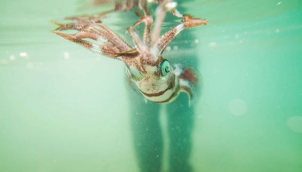 Crucero al atardecer y pesca nocturna - Foto 3