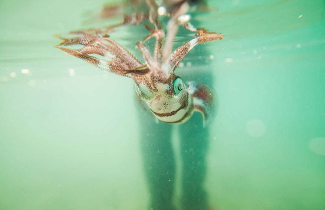 Sunset Cruise & Night Fishing - Foto 3