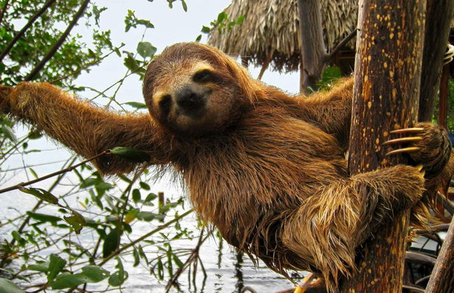 Visita al Parque de Observación de Perezosos - Foto 1