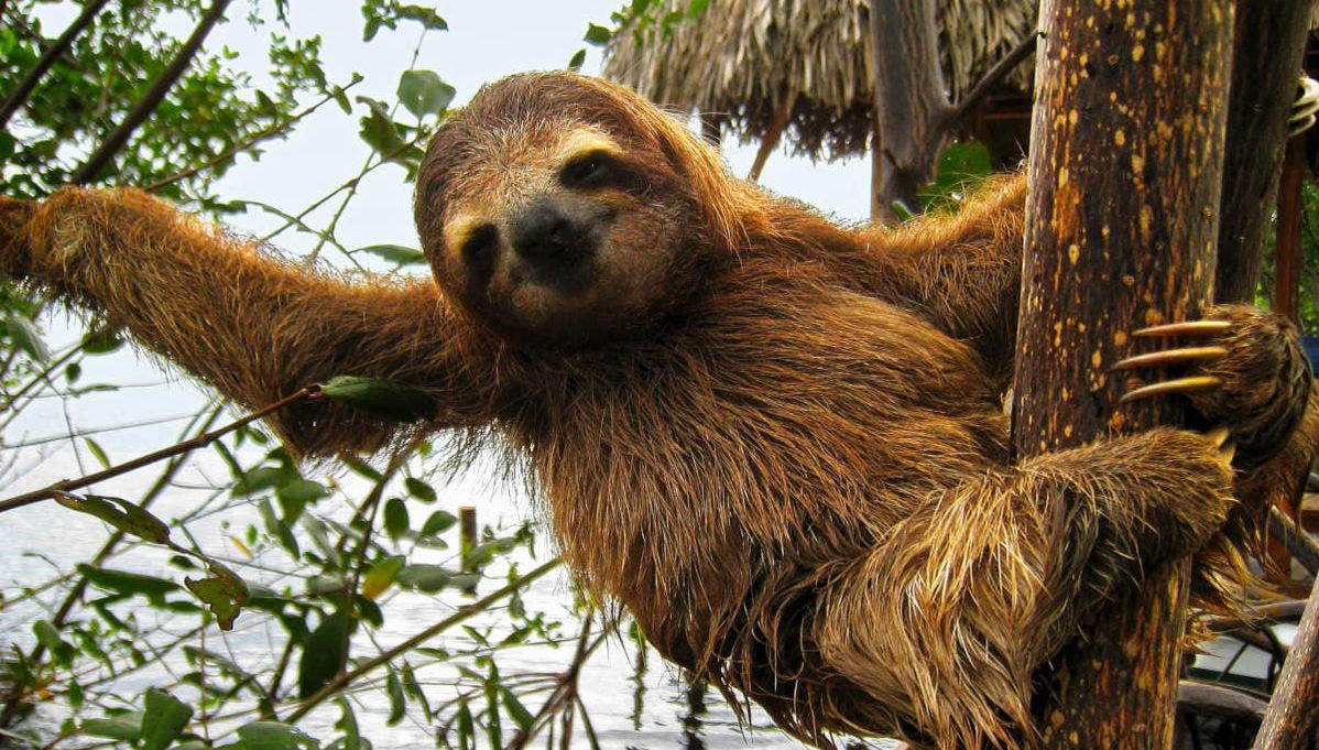 Visita al Parque de Observación de Perezosos - Foto 1