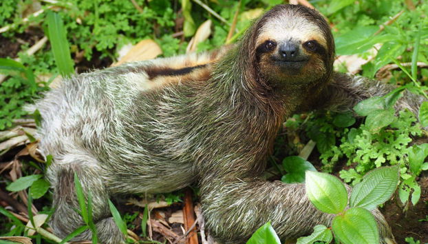 Visita al Parque de Observación de Perezosos - Foto 3