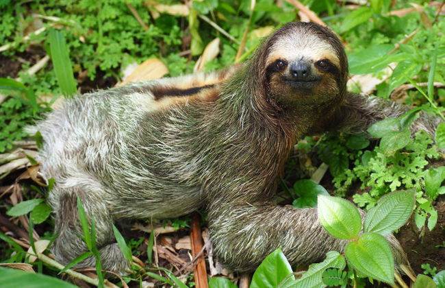 Visita al Parque de Observación de Perezosos - Foto 3