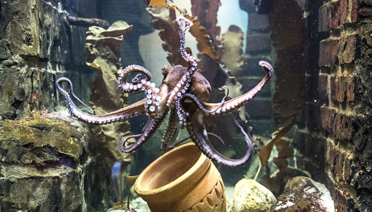 SEA LIFE® Ticket - Foto 1