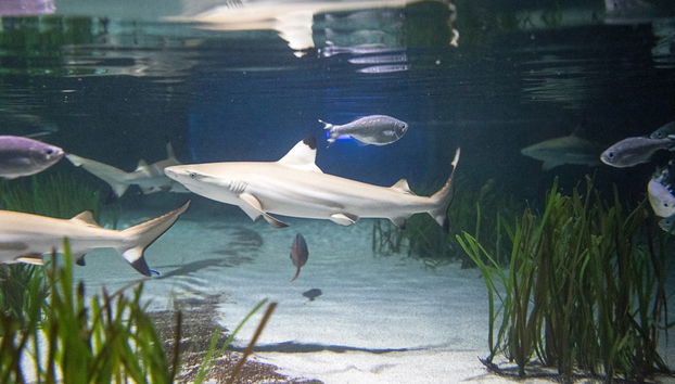 SEA LIFE® Ticket - Foto 3