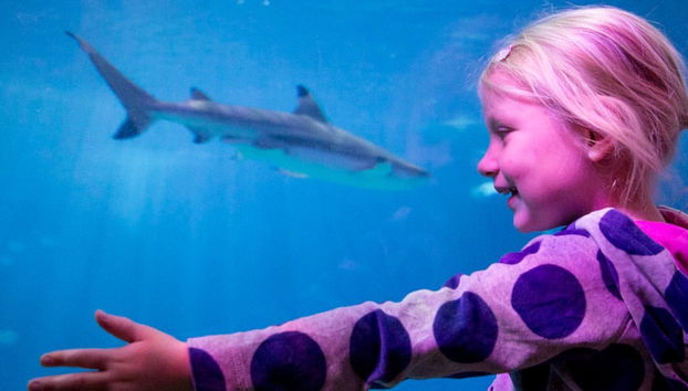 SEA LIFE® Ticket - Foto 4