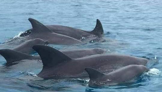 Swim with Dolphins at Wasini Island - Photo 1