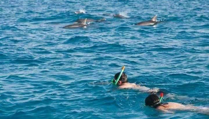 Swim with Dolphins at Wasini Island - Photo 2