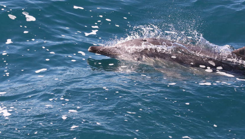 Swim with Dolphins at Wasini Island - Photo 3