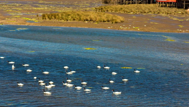 Chiloé Day Trip: Quemchi, Dalcahue & Castro - Photo 5
