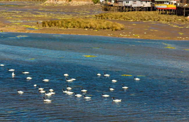 Chiloé Day Trip: Quemchi, Dalcahue & Castro - Foto 5