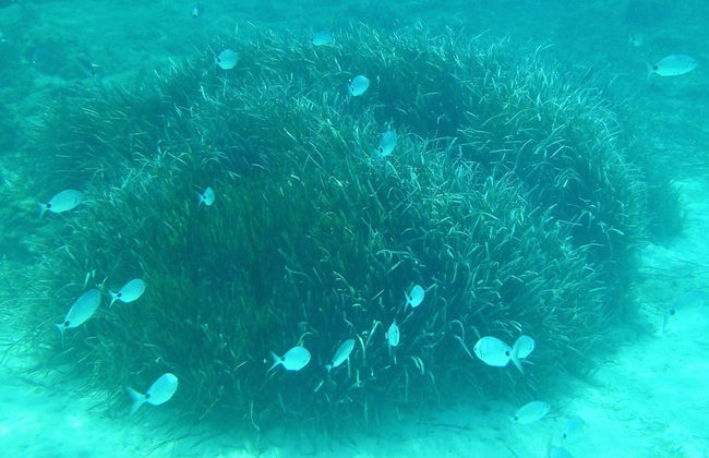 Tour de caiaque com snorkel por Cala Codolar - Foto 6