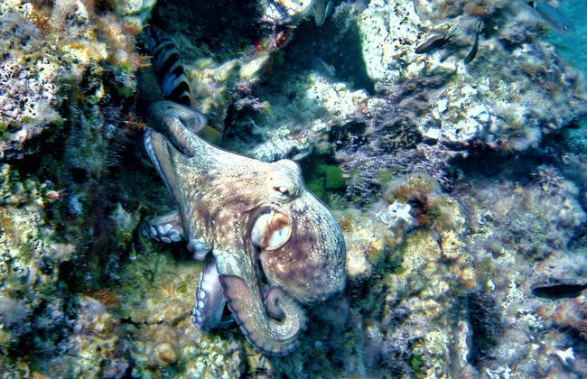 Tour de caiaque com snorkel por Cala Codolar - Foto 7